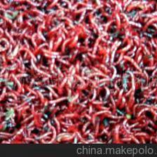 天津市寶坻區(qū)興超百貨商店鮮紅蟲供應(yīng)與代理加盟指南