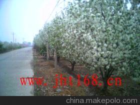 懷來(lái)八棱海棠樹 庭院綠化的珍貴選擇