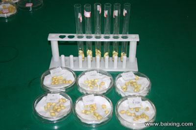 優(yōu)質(zhì)脫毒大豆種子的市場(chǎng)價(jià)值與選擇策略——以北京大興西紅門地區(qū)供應(yīng)為例